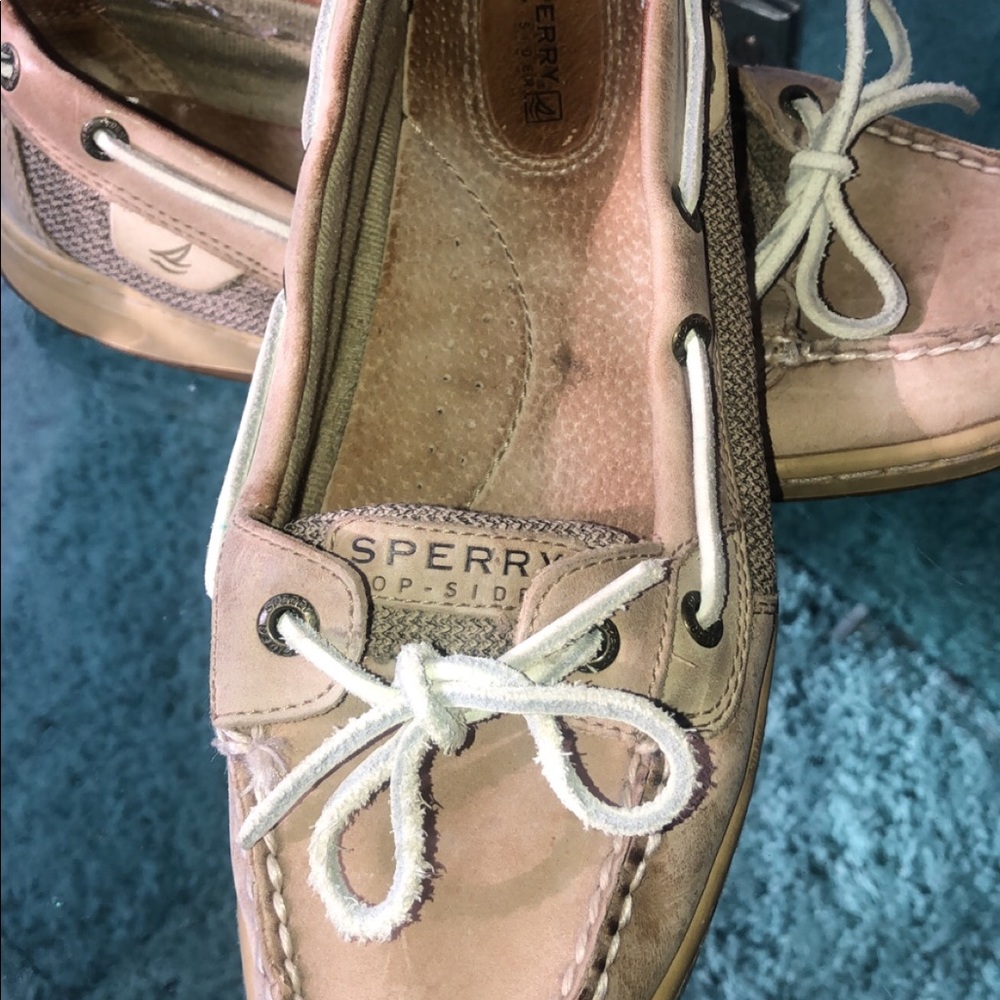 Angelfish Sperry
